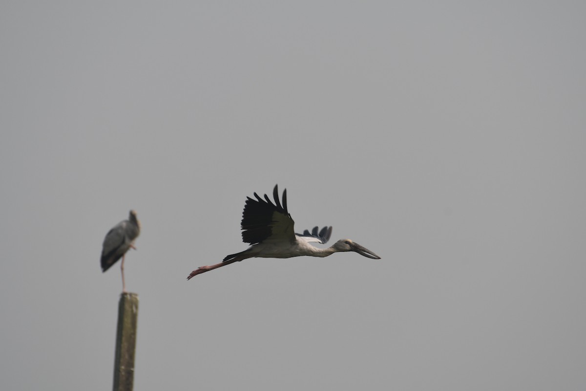 Asian Openbill - ML611628993