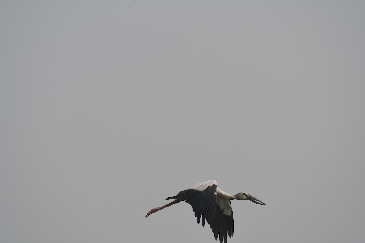 Asian Openbill - ML611628994