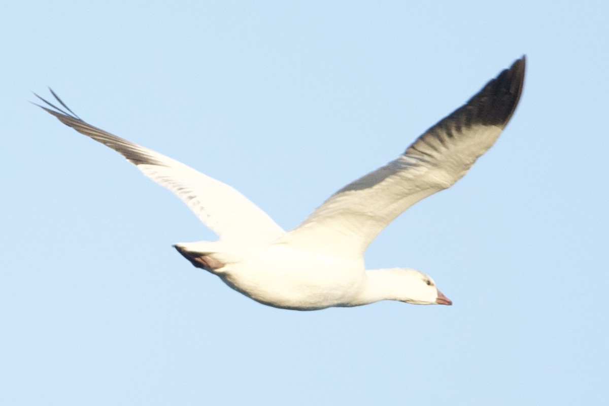 Ross's Goose - ML611629022