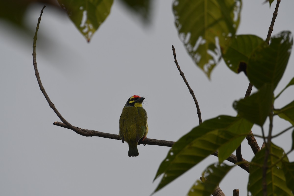 Coppersmith Barbet - ML611629025