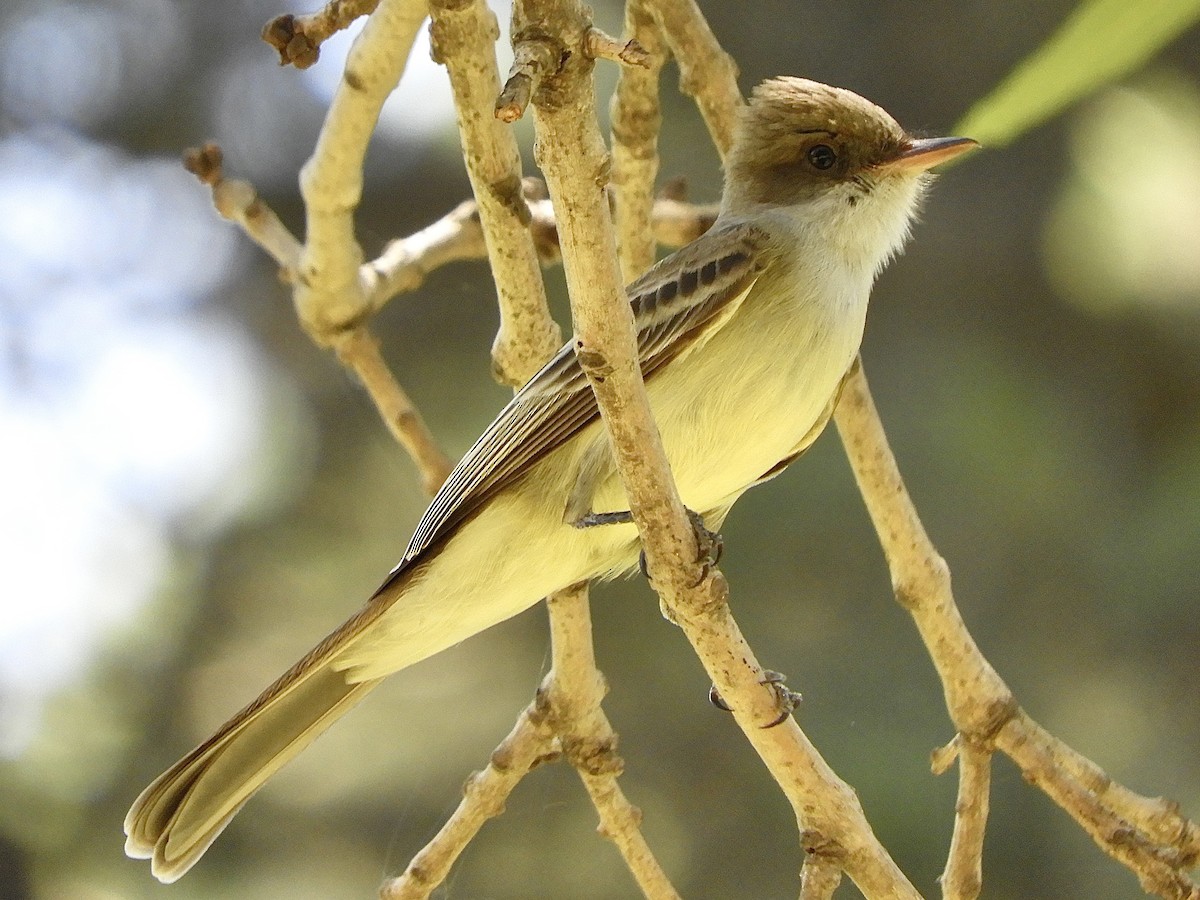 Swainson's Flycatcher - ML611629076