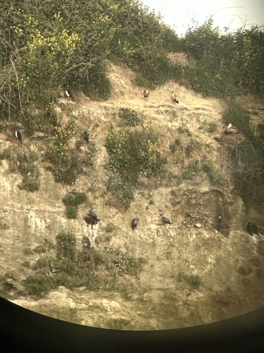 Red-legged Cormorant - ML611629110