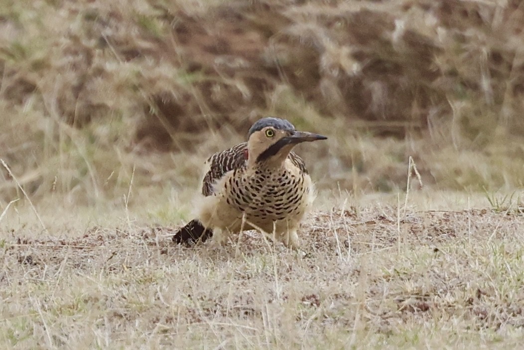 Andean Flicker (Southern) - ML611629146
