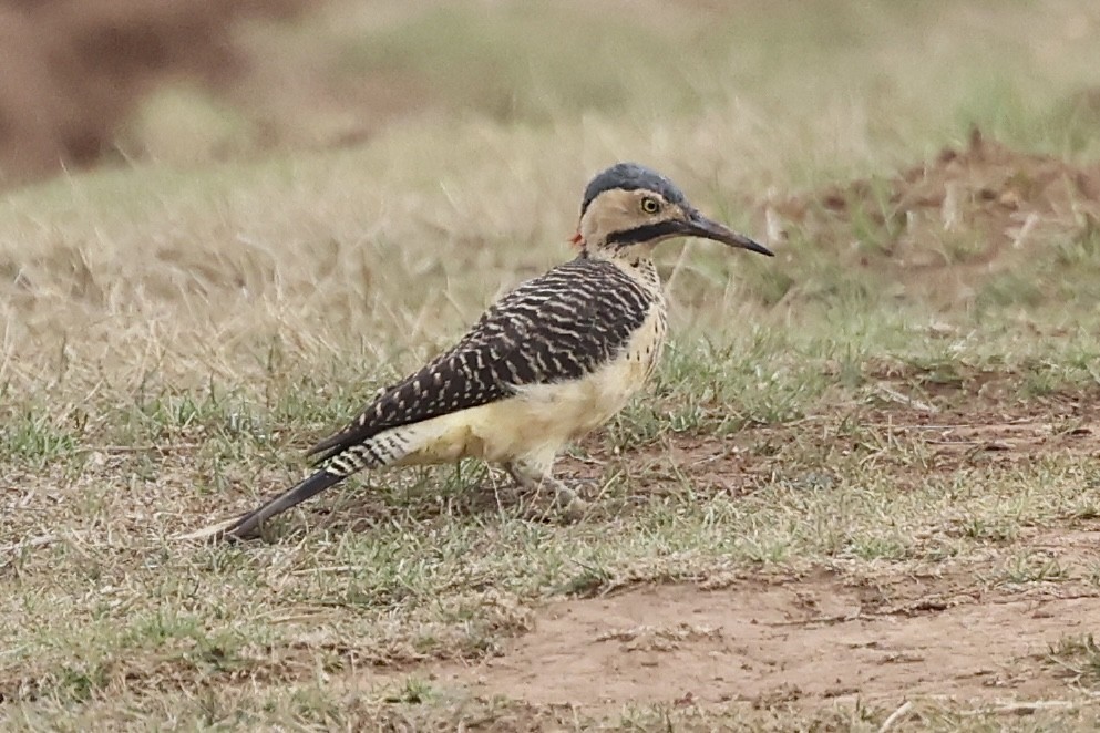 Andean Flicker (Southern) - ML611629147