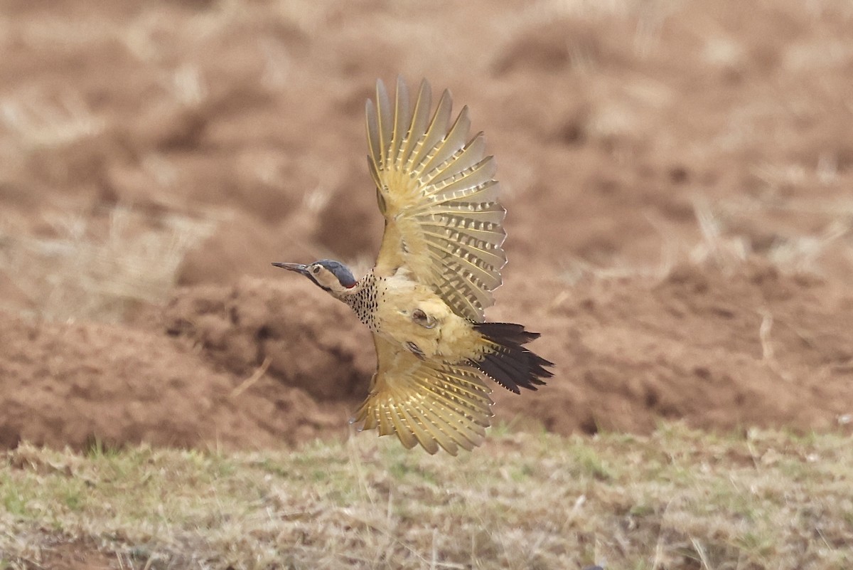 Andean Flicker (Southern) - ML611629154