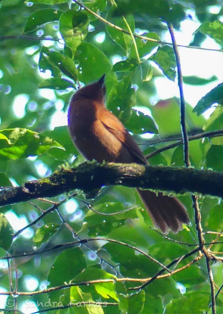 Plain-winged Woodcreeper (Plain-winged) - Sandra Farkas