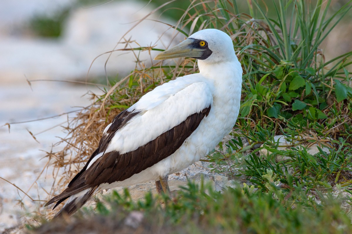 Masked Booby - ML611629233