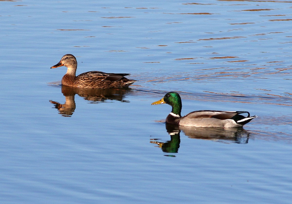 Mallard - Miguel García