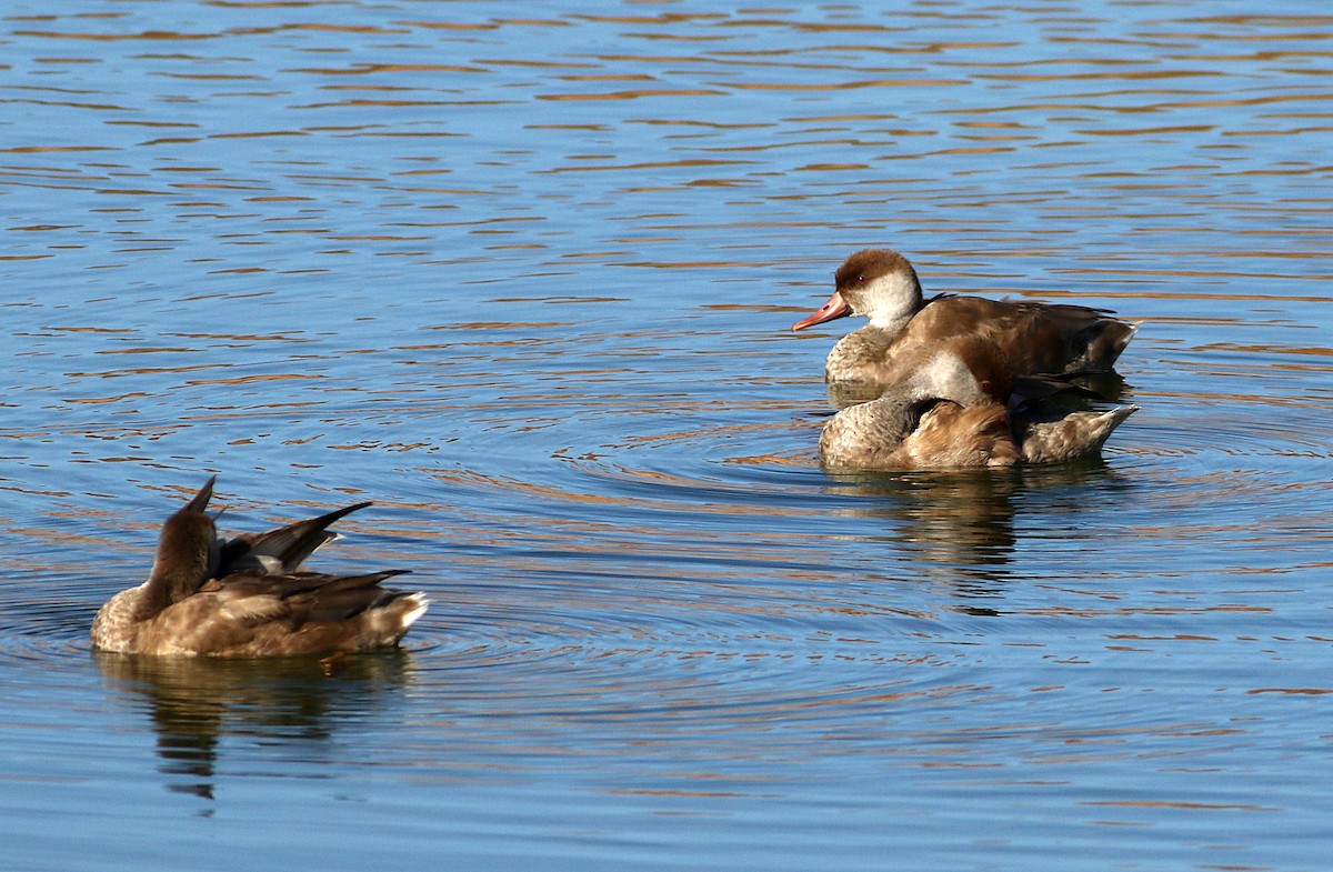 Red-crested Pochard - Miguel García