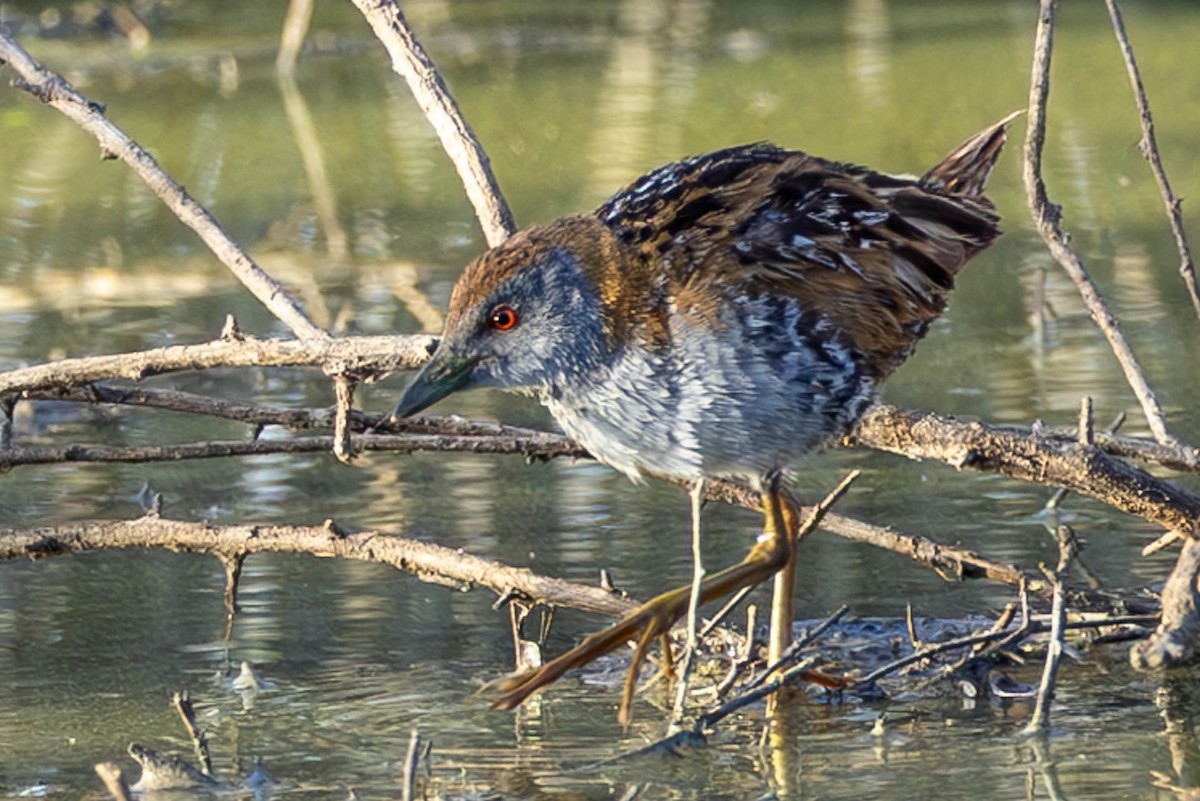 Baillon's Crake (Australasian) - ML611629256