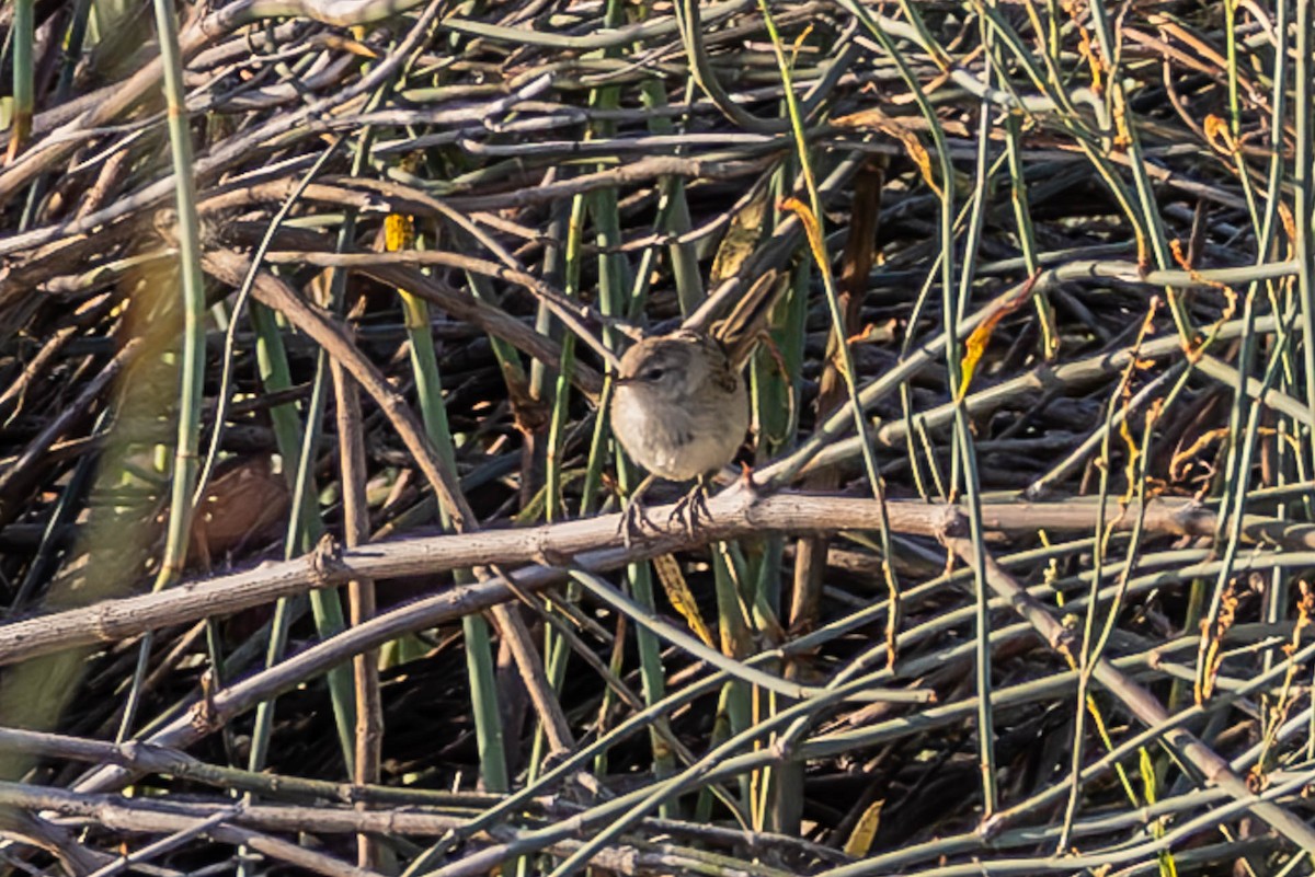 Little Grassbird - ML611629268