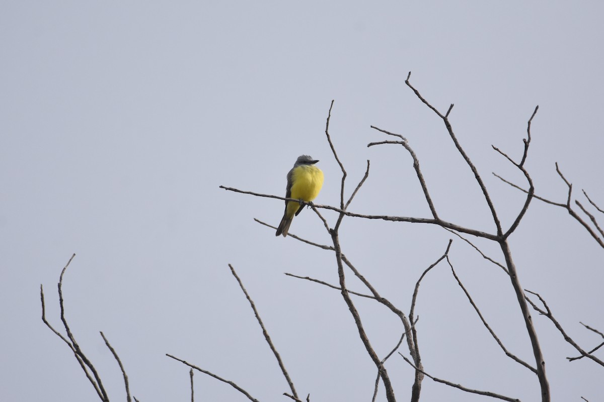 Couch's Kingbird - ML611629346