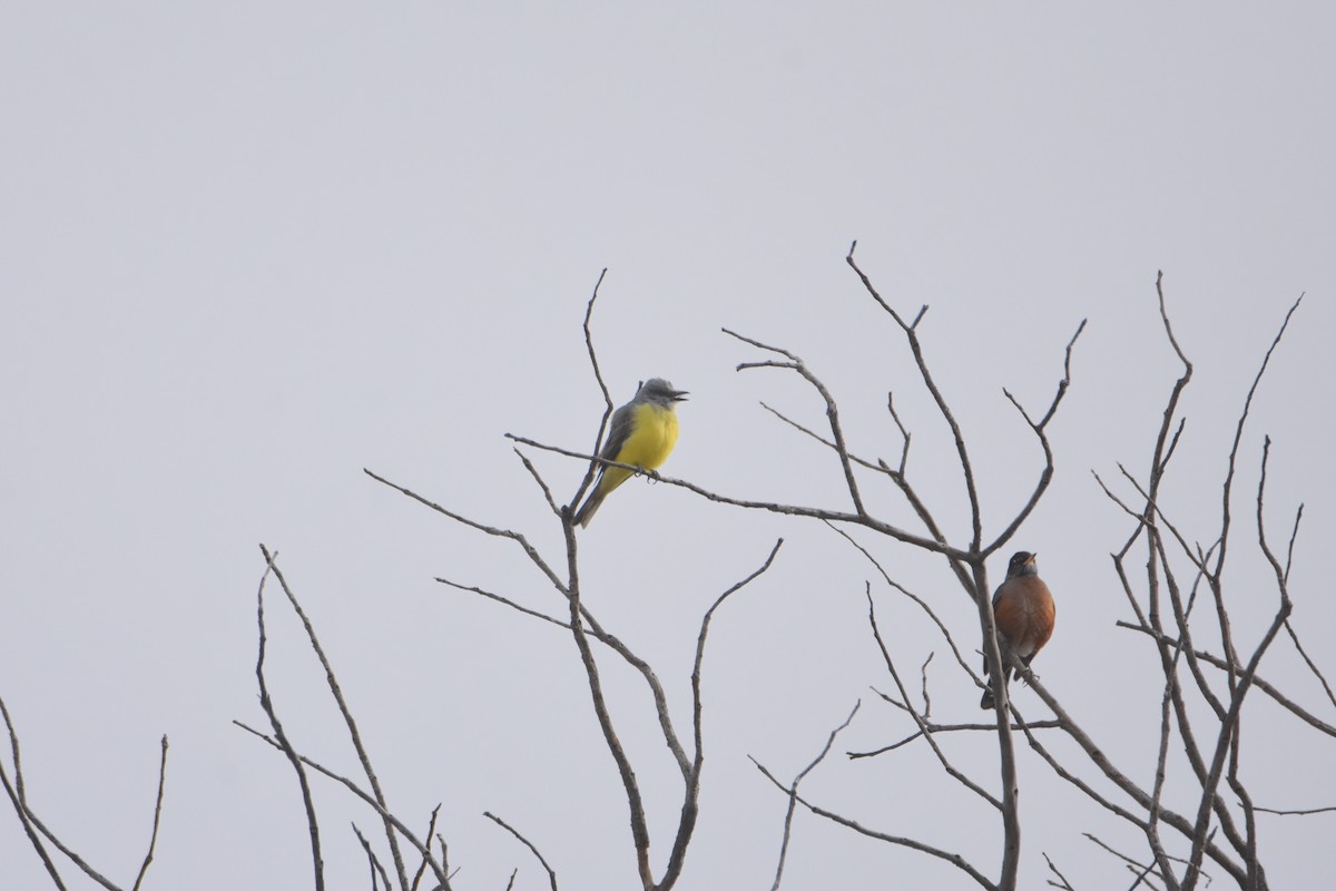 Couch's Kingbird - ML611629369