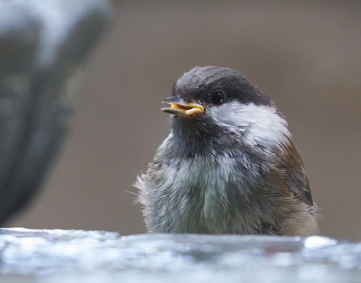 Mésange à dos marron - ML611629517