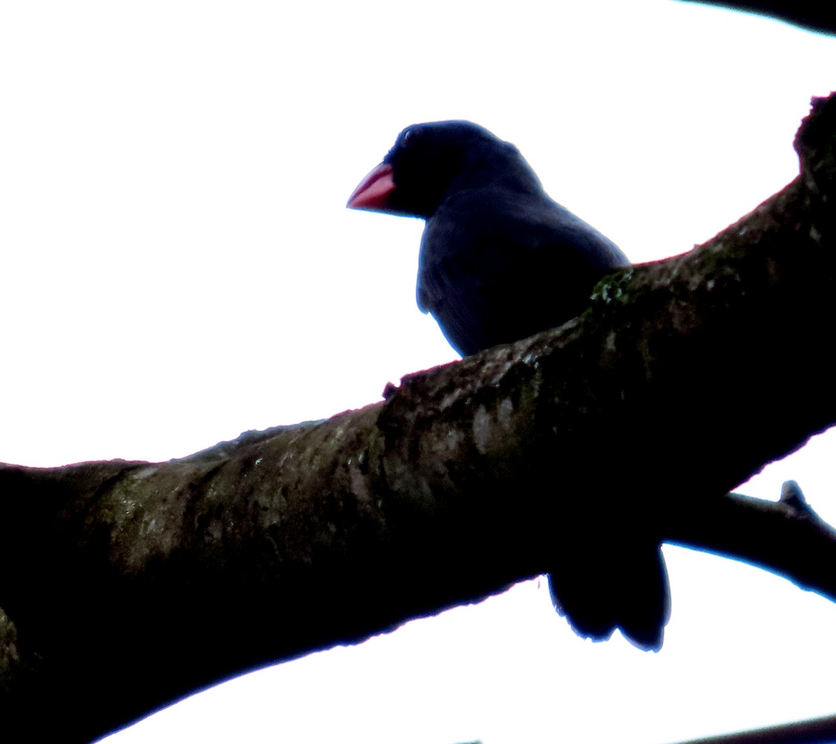 Black-throated Grosbeak - ML611629620