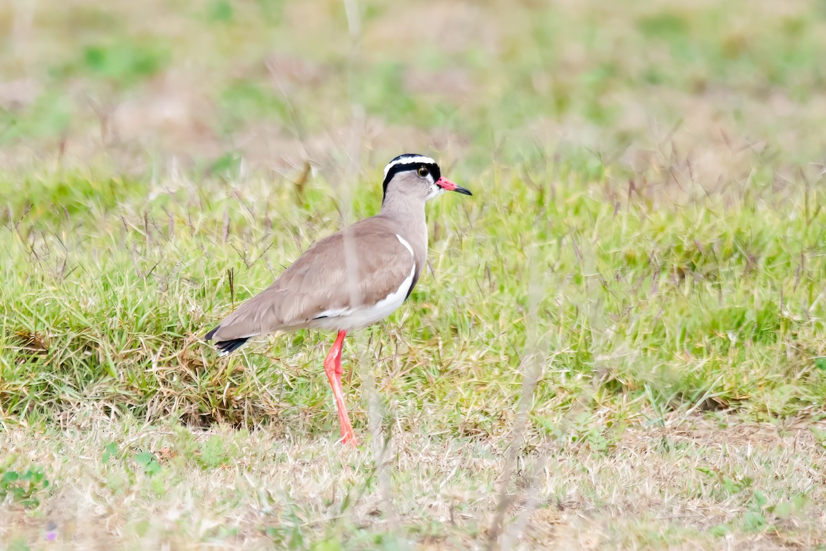 Crowned Lapwing - ML611629625