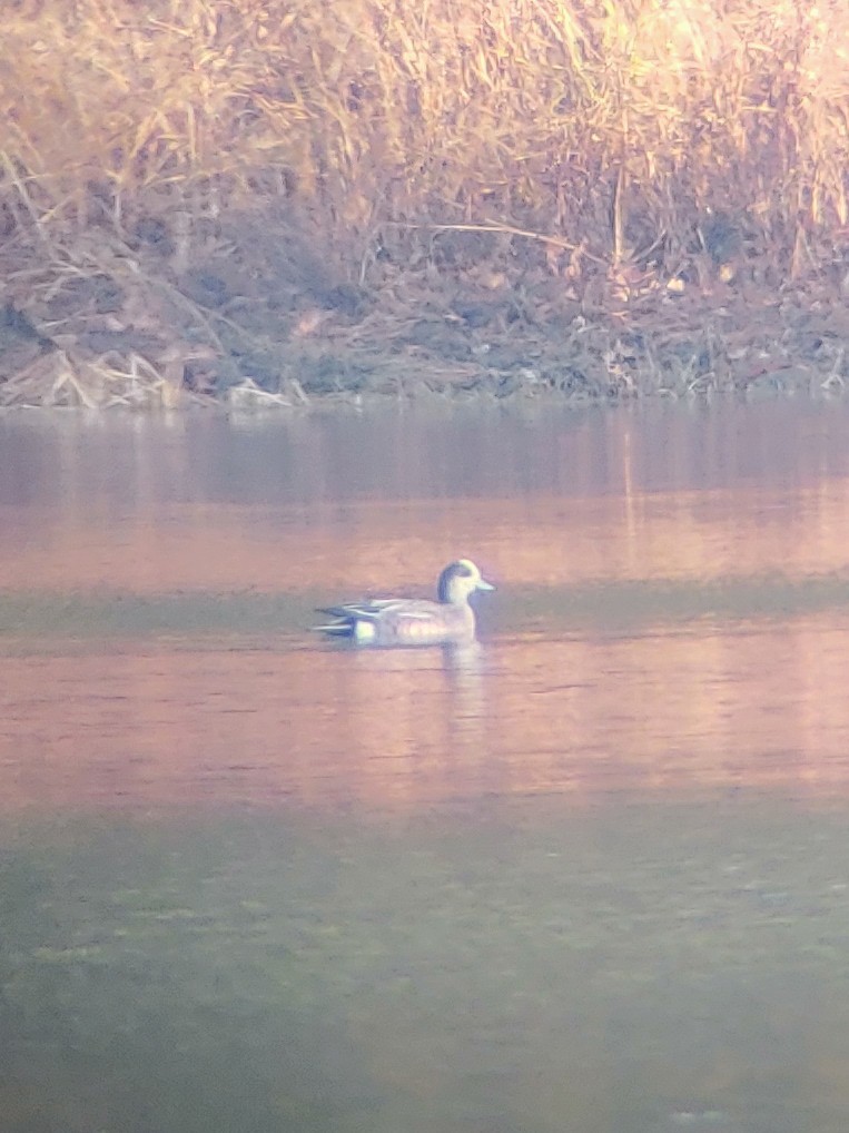 American Wigeon - ML611629655