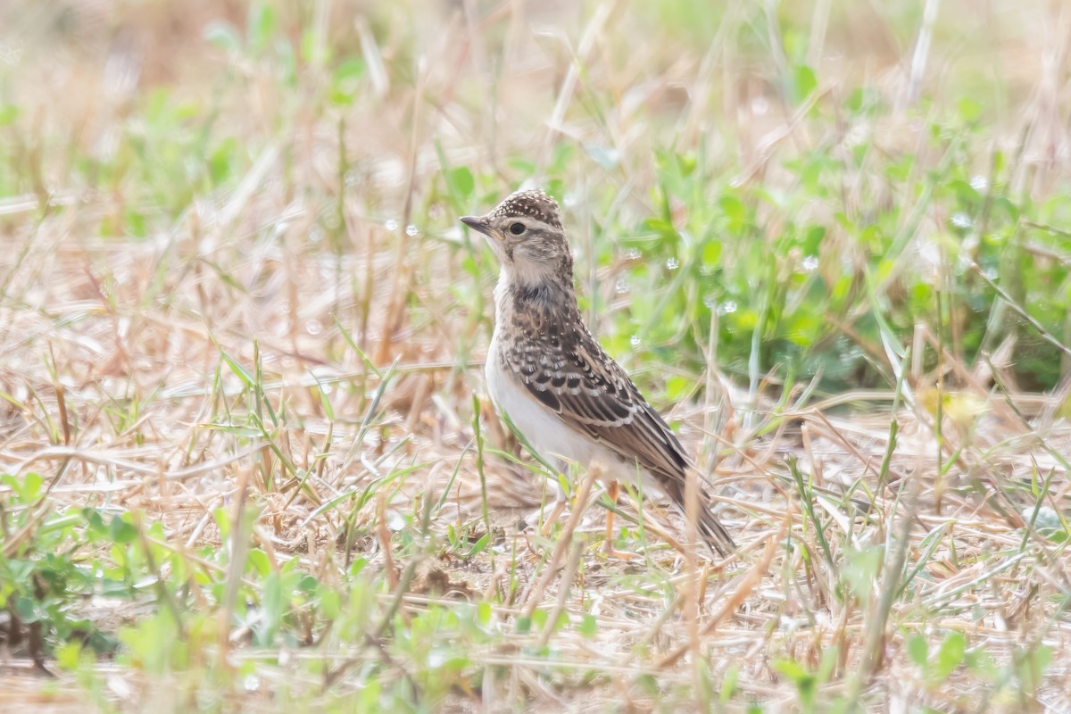 Red-capped Lark - ML611629663