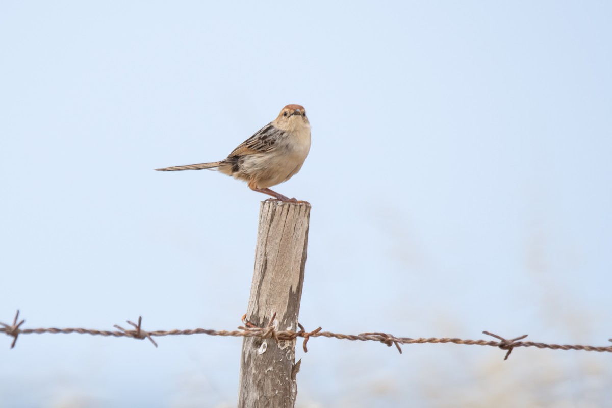 Levaillant's Cisticola - ML611629696