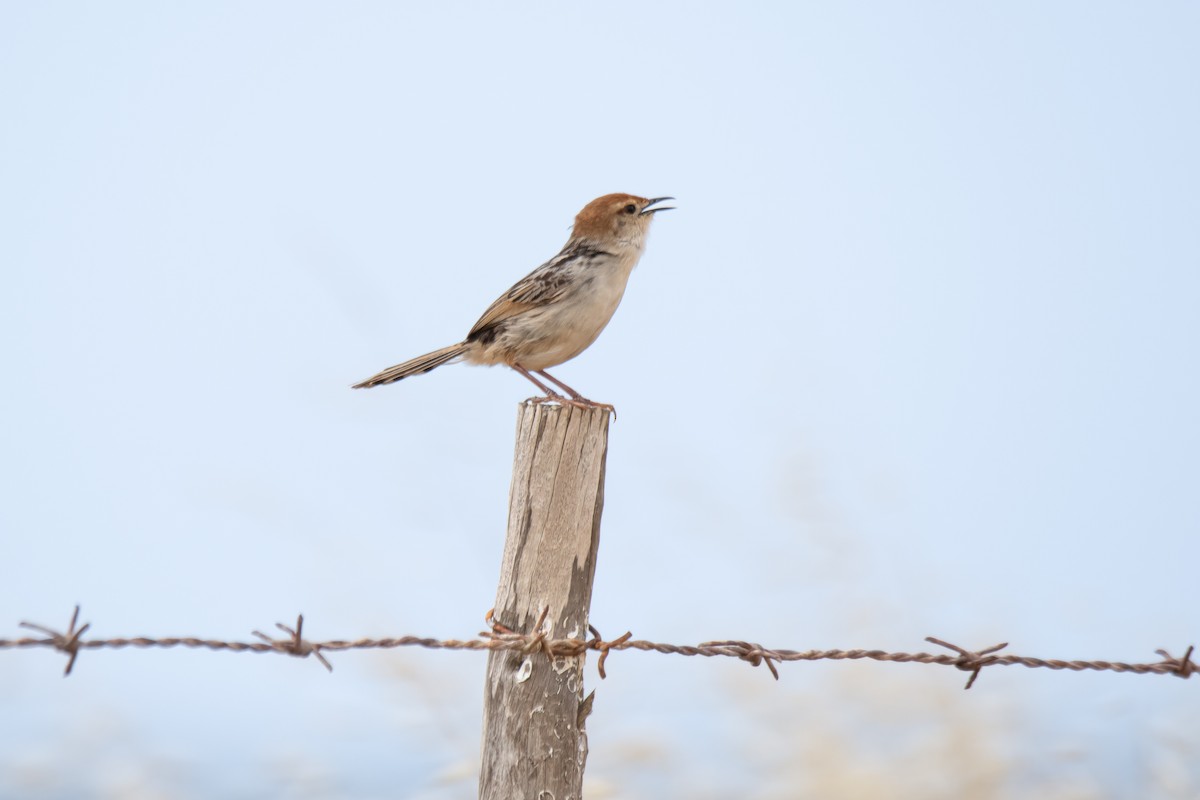 Levaillant's Cisticola - ML611629697