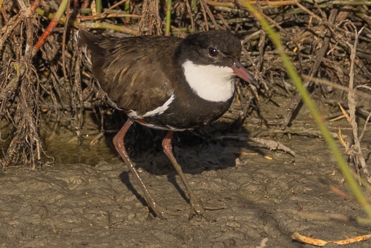 Red-kneed Dotterel - Linda McNulty