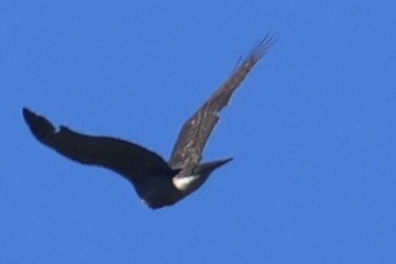 American Goshawk - Ryan Terrill