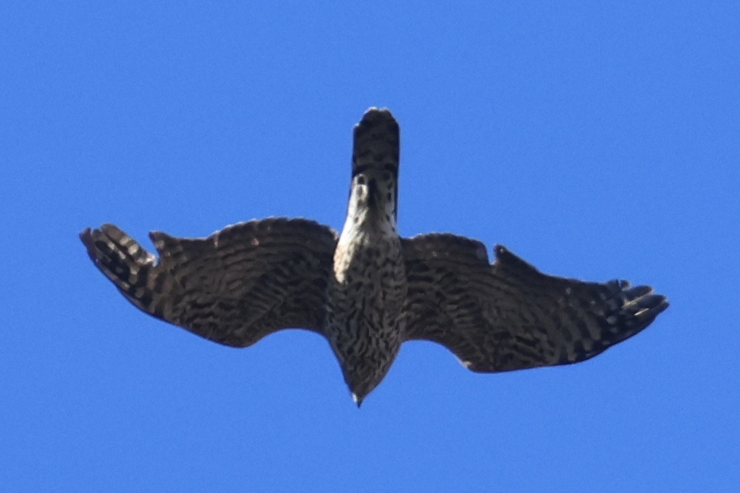 American Goshawk - Ryan Terrill