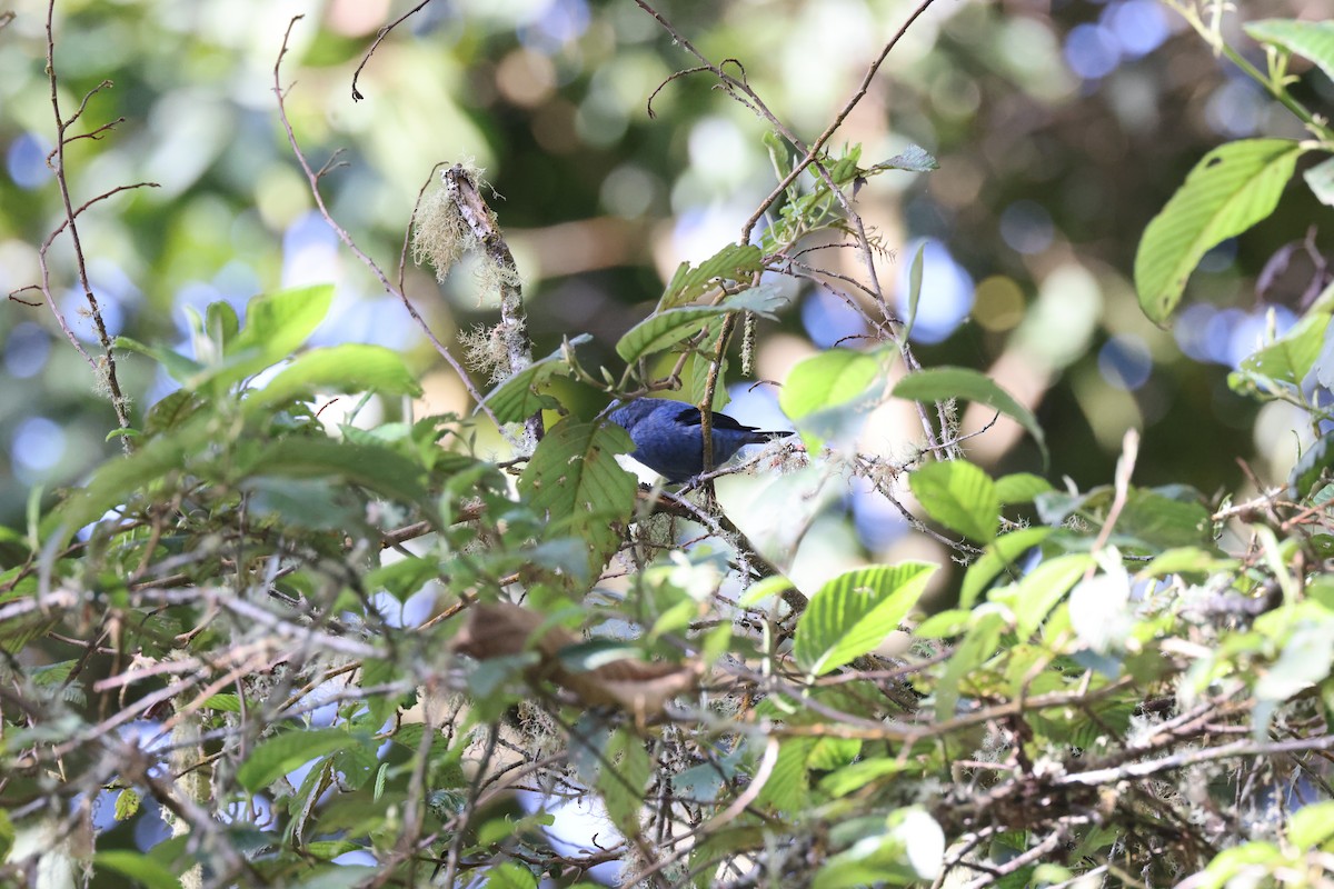 Blue-and-black Tanager (Blue-and-black) - ML611629838