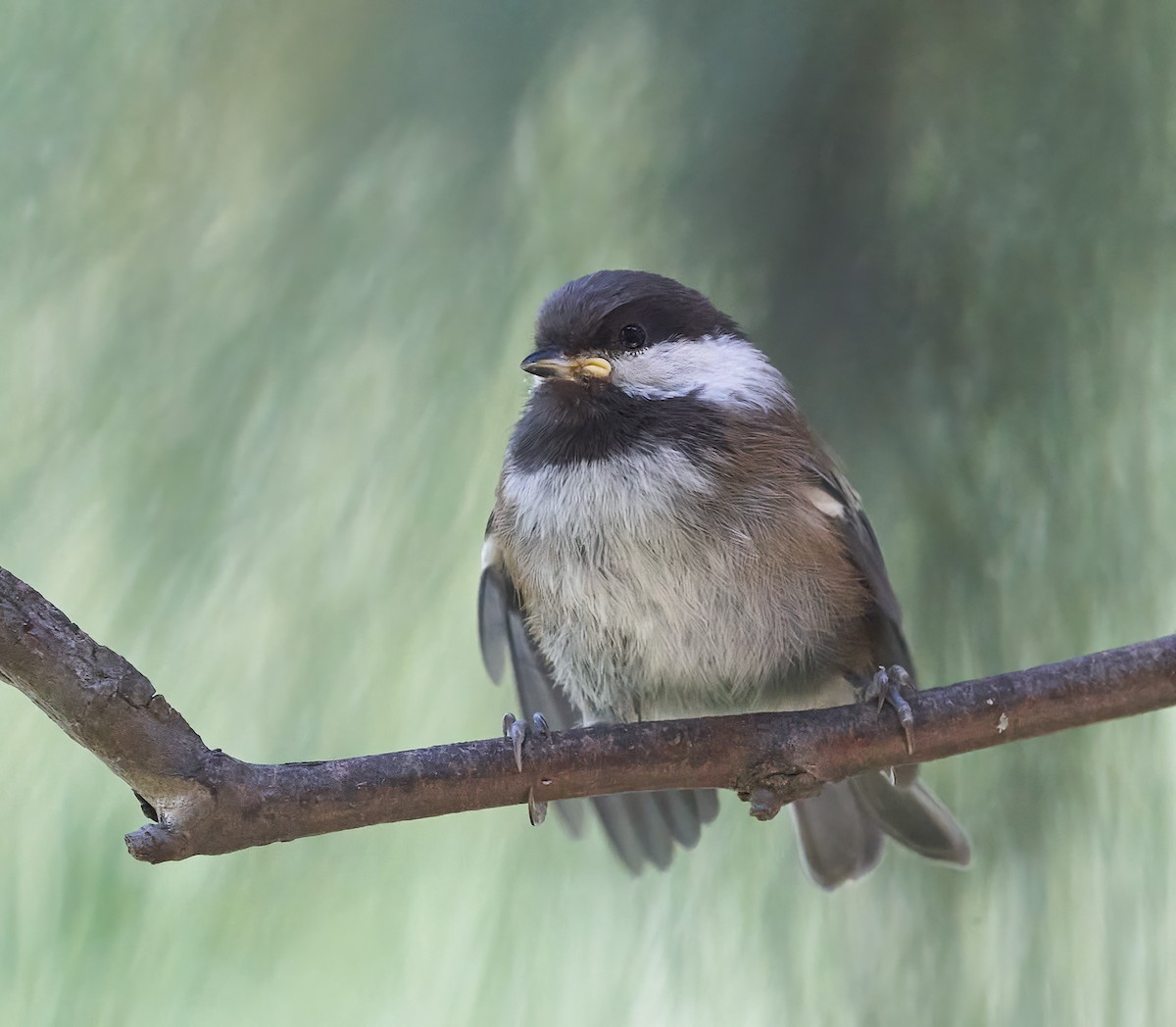 Mésange à dos marron - ML611629869