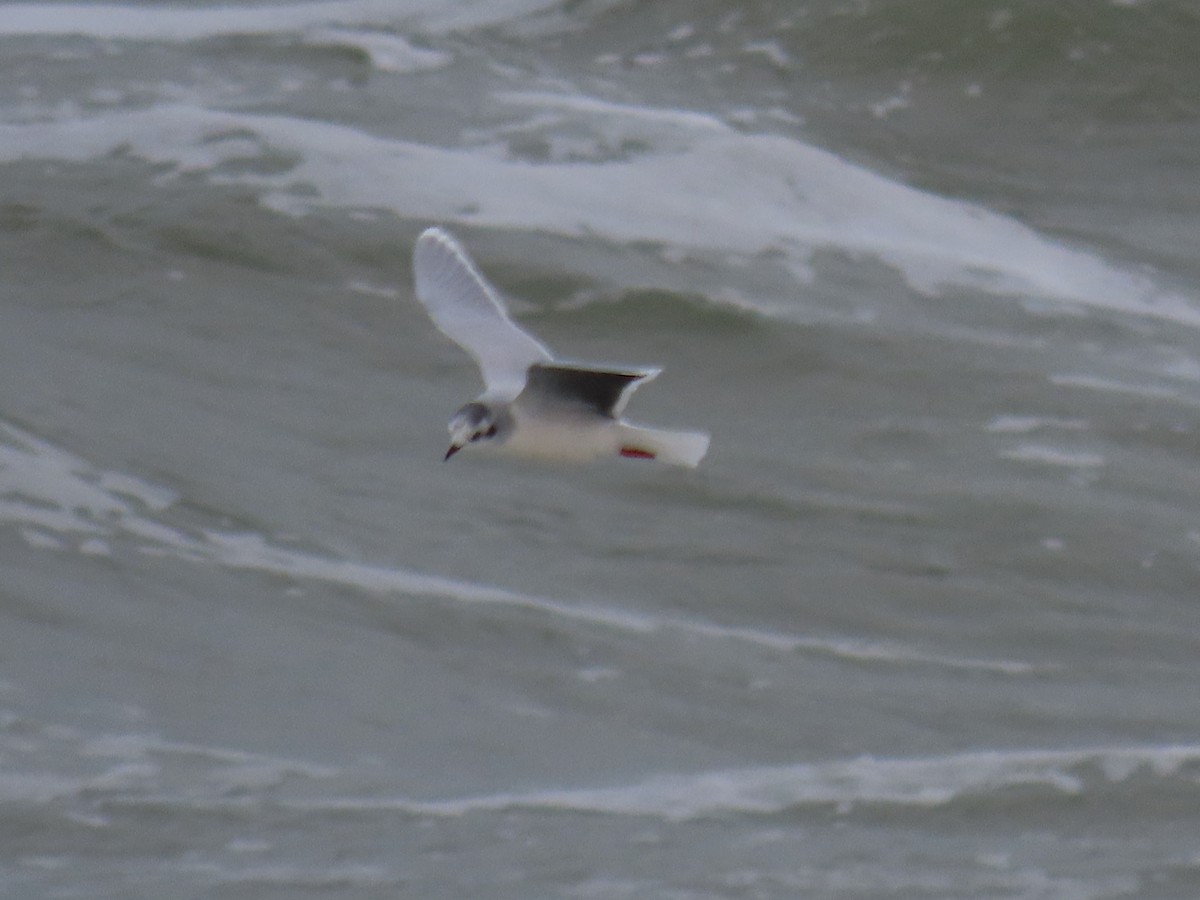 Little Gull - ML611629906