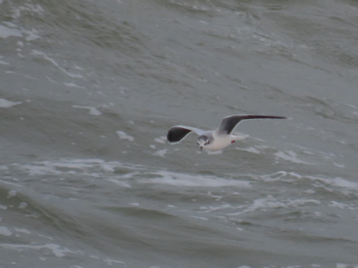 Little Gull - ML611629907