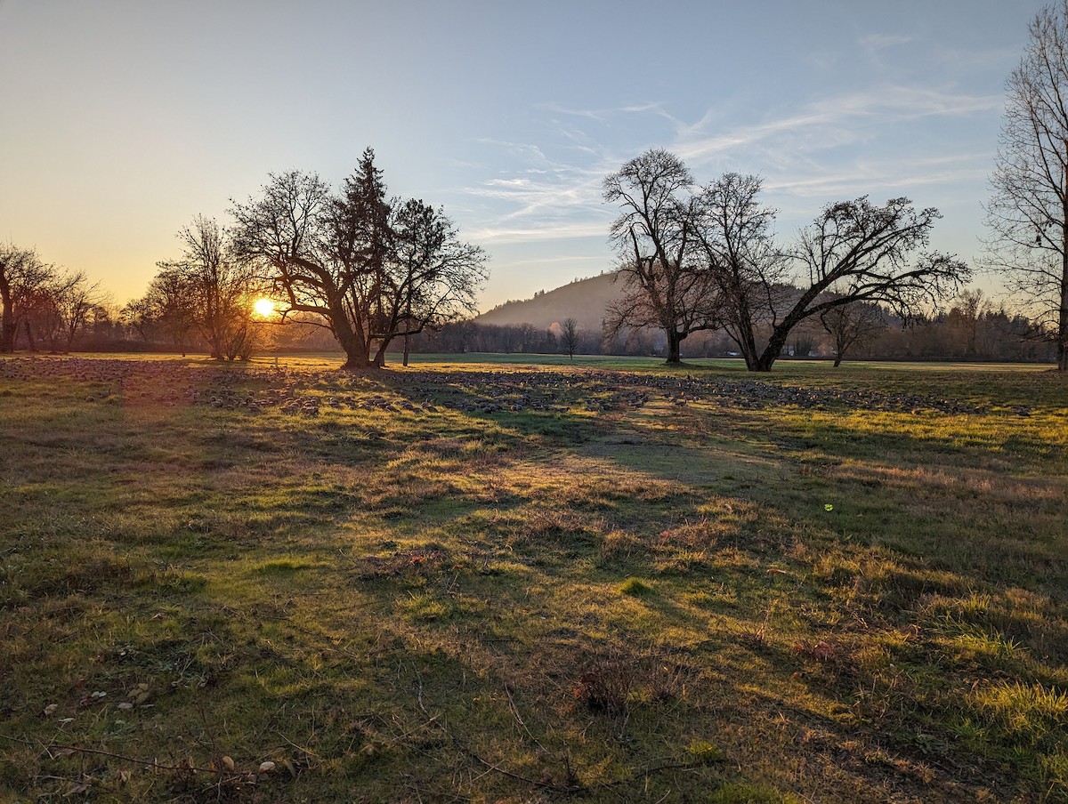 Cackling Goose - ML611629933