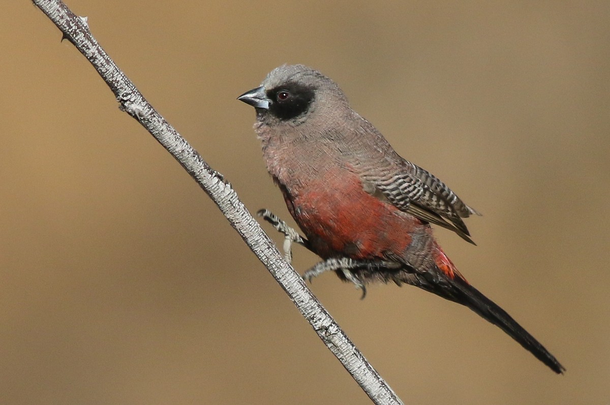 Black-faced Waxbill - ML611629949