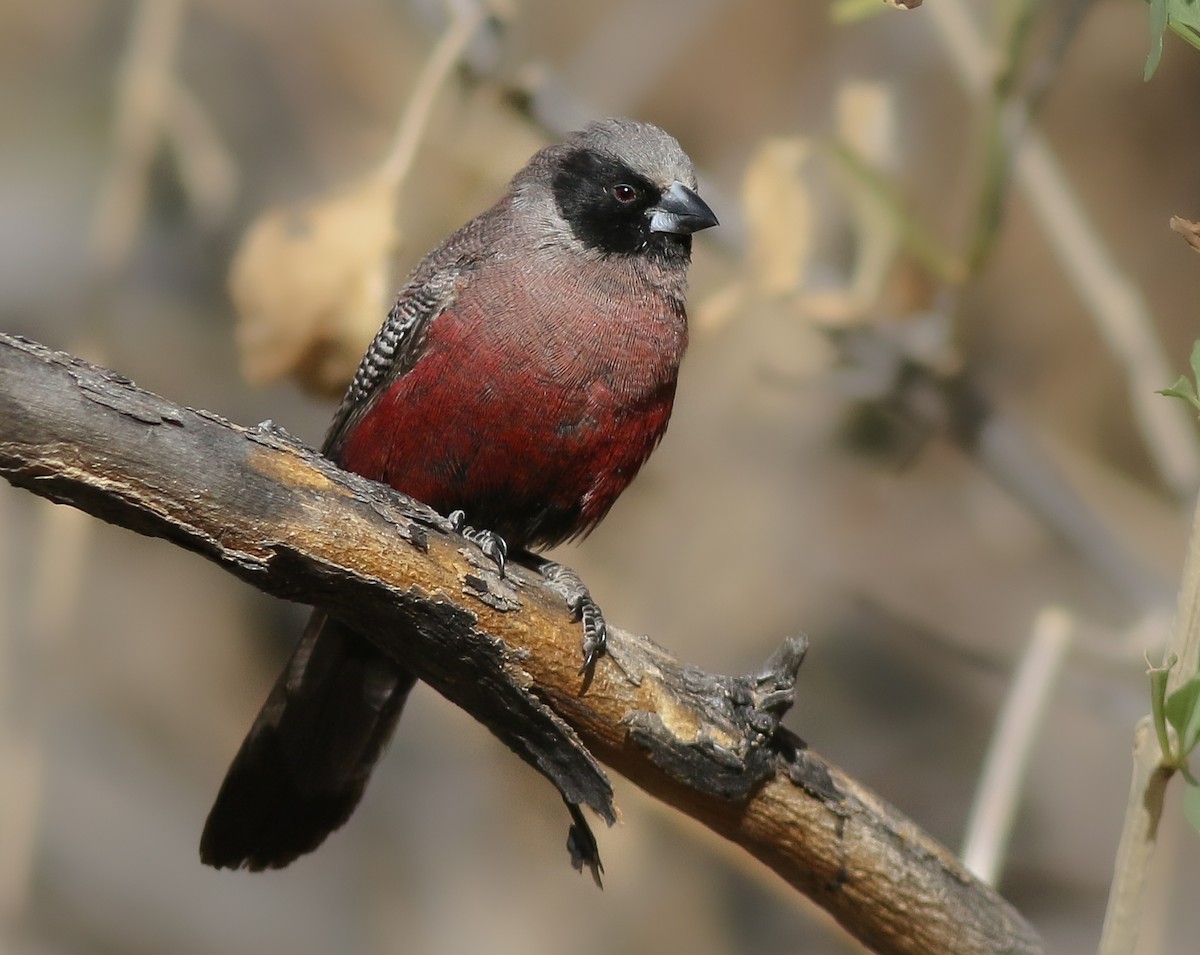 Black-faced Waxbill - ML611629950