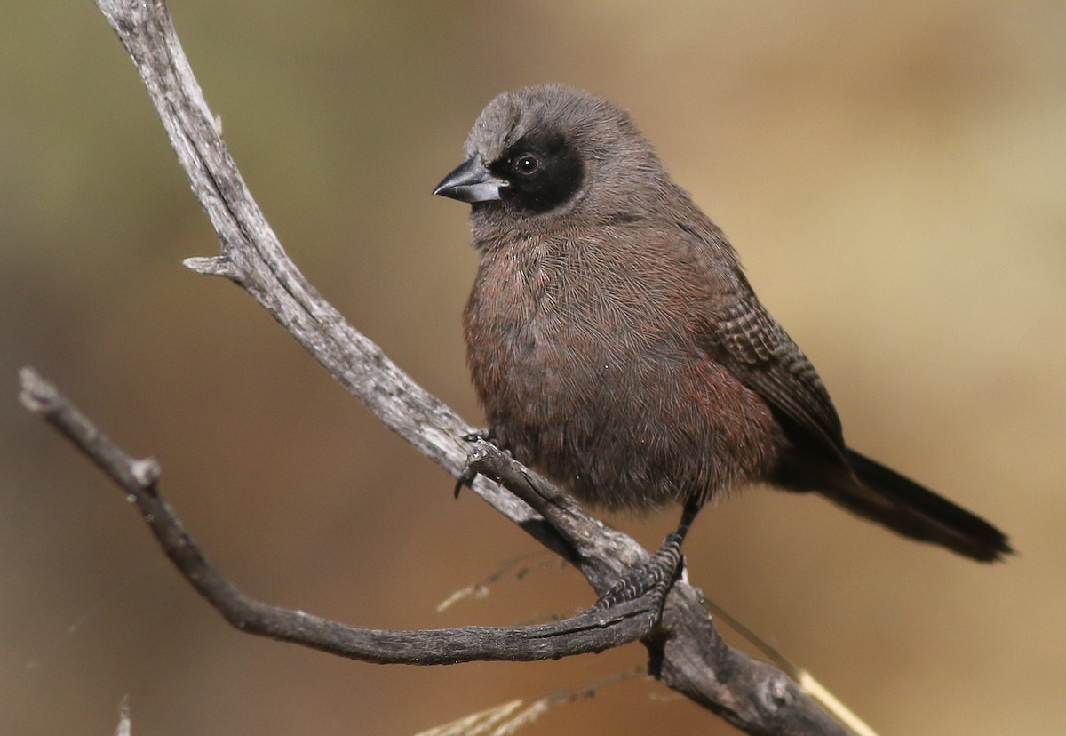 Estrilda Carinegra Sureña - ML611629955