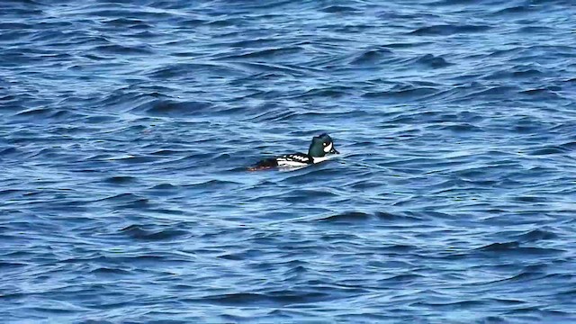 Barrow's Goldeneye - ML611629957