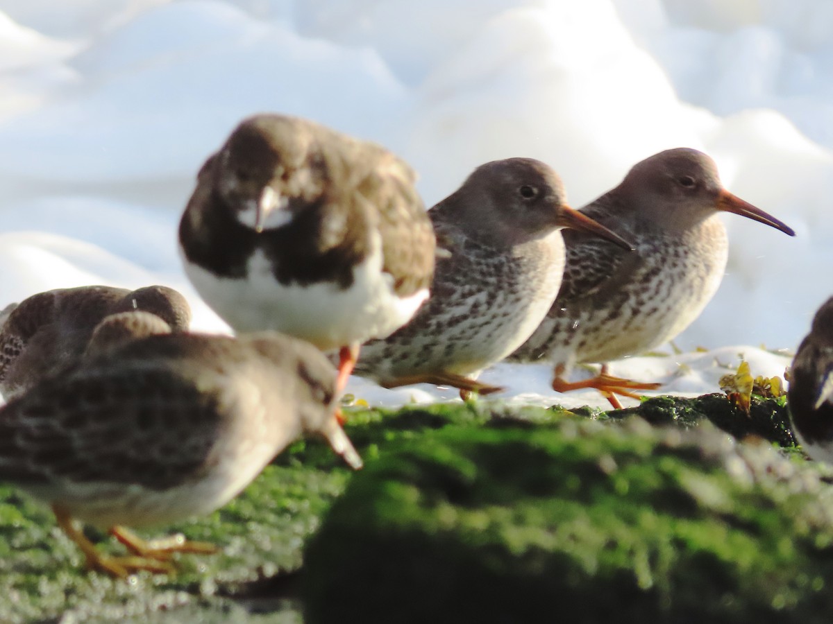 Purple Sandpiper - ML611630022