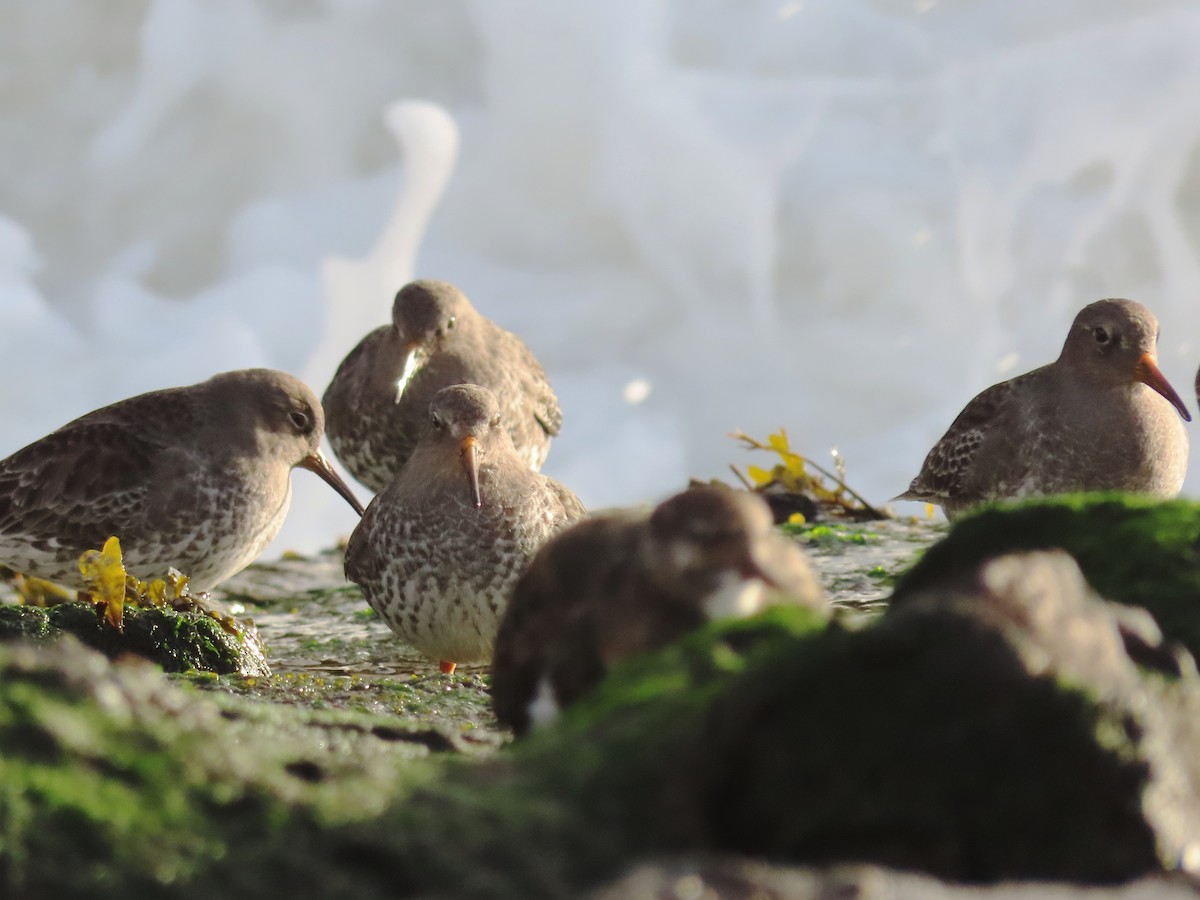 Purple Sandpiper - ML611630023