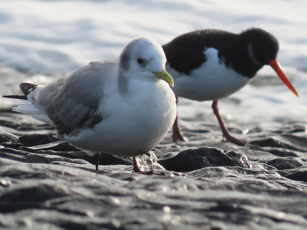 Black-legged Kittiwake - ML611630030