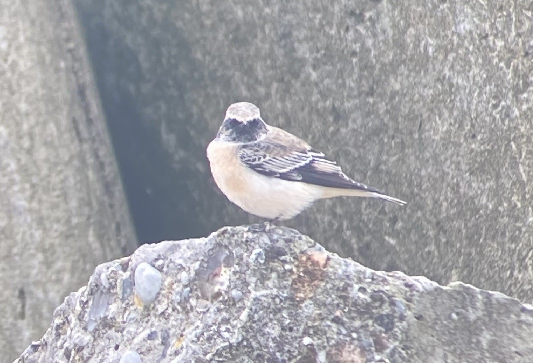 Pied Wheatear - ML611630104