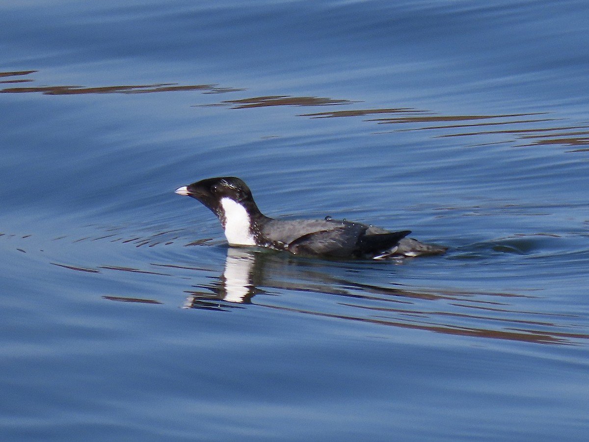 Guillemot à cou blanc - ML611630114