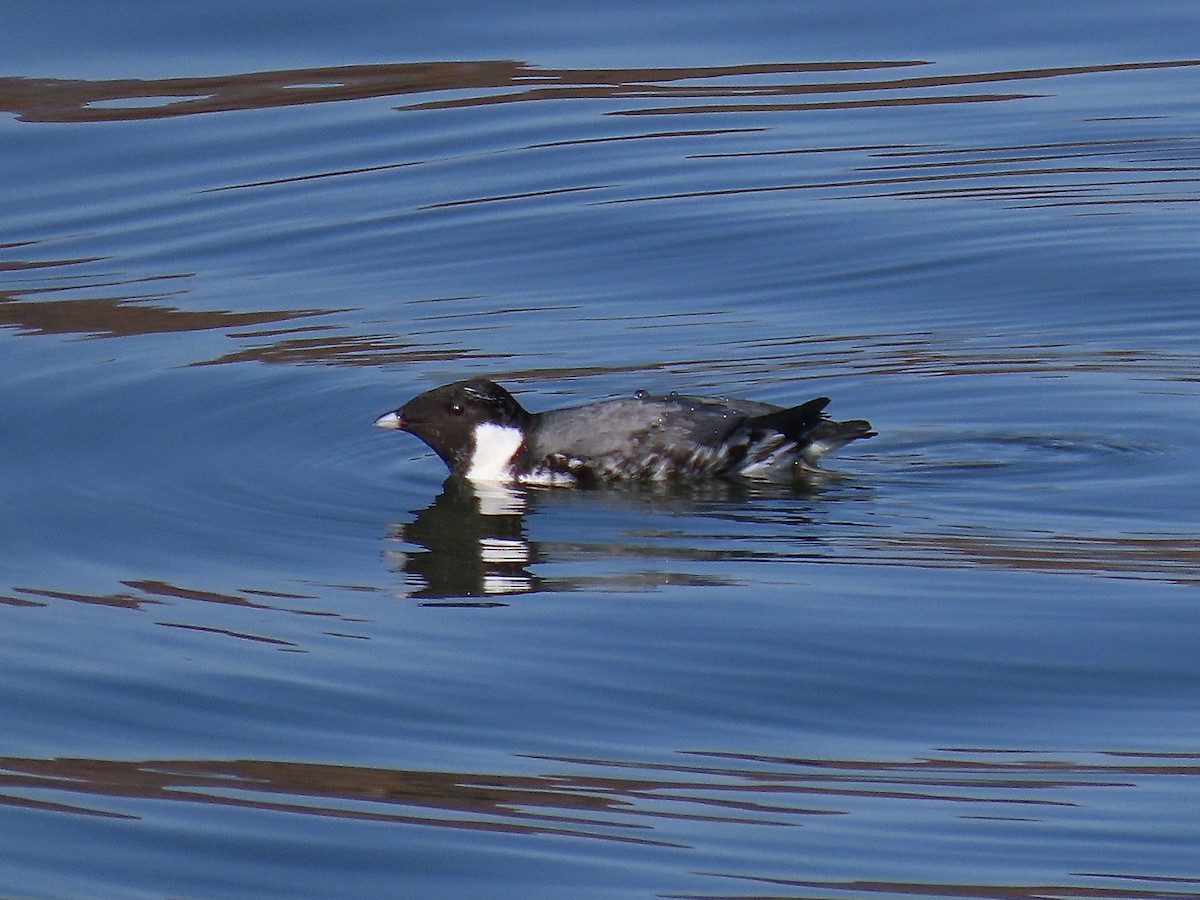 Guillemot à cou blanc - ML611630115