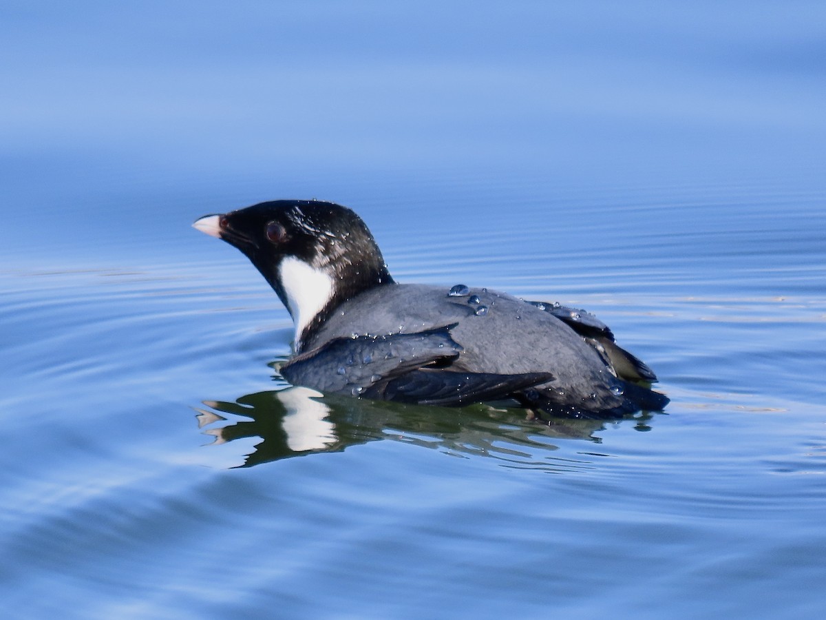 Guillemot à cou blanc - ML611630116