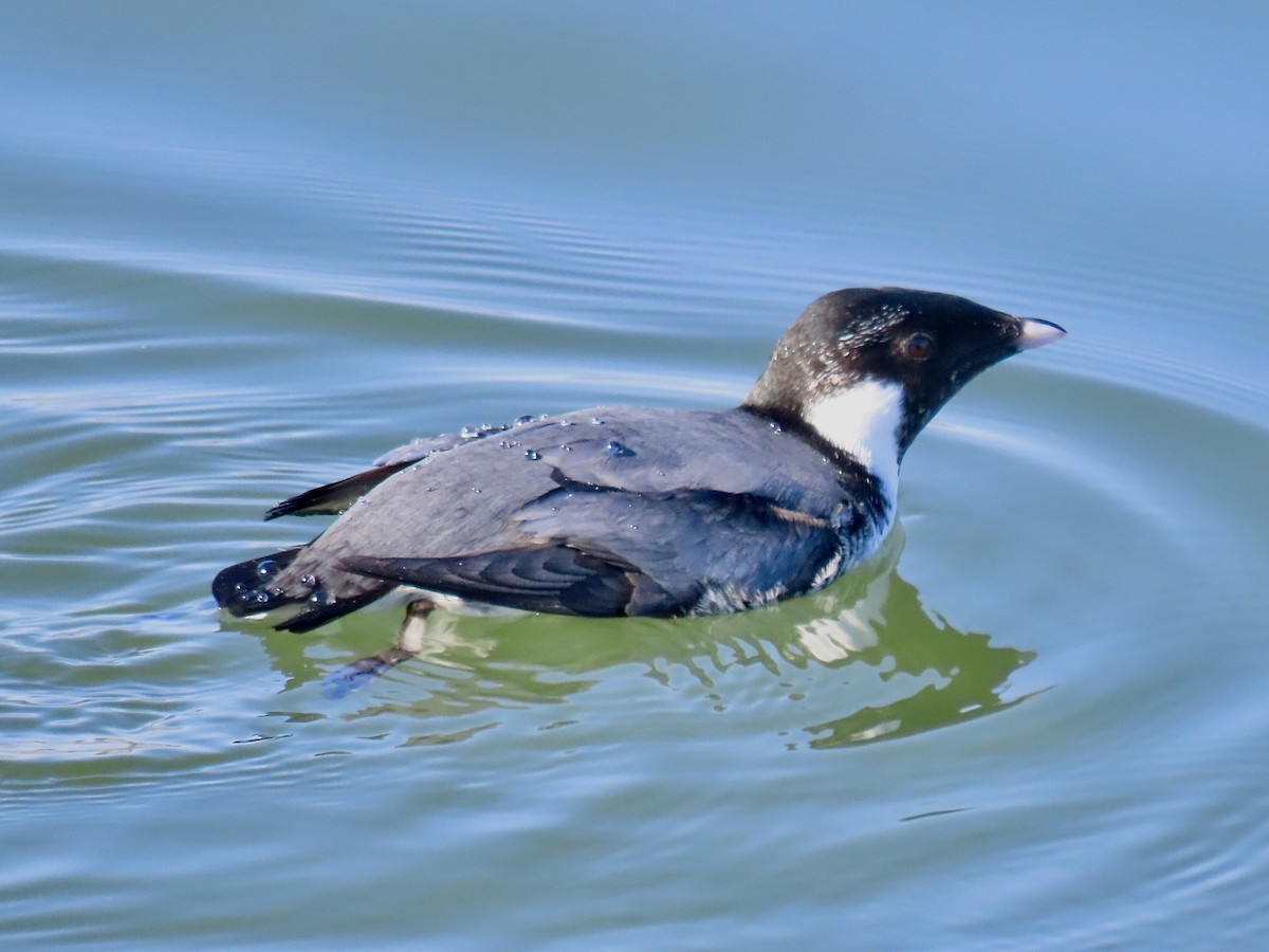 Guillemot à cou blanc - ML611630117