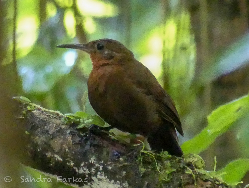 South American Leaftosser (Atlantic) - ML611630178