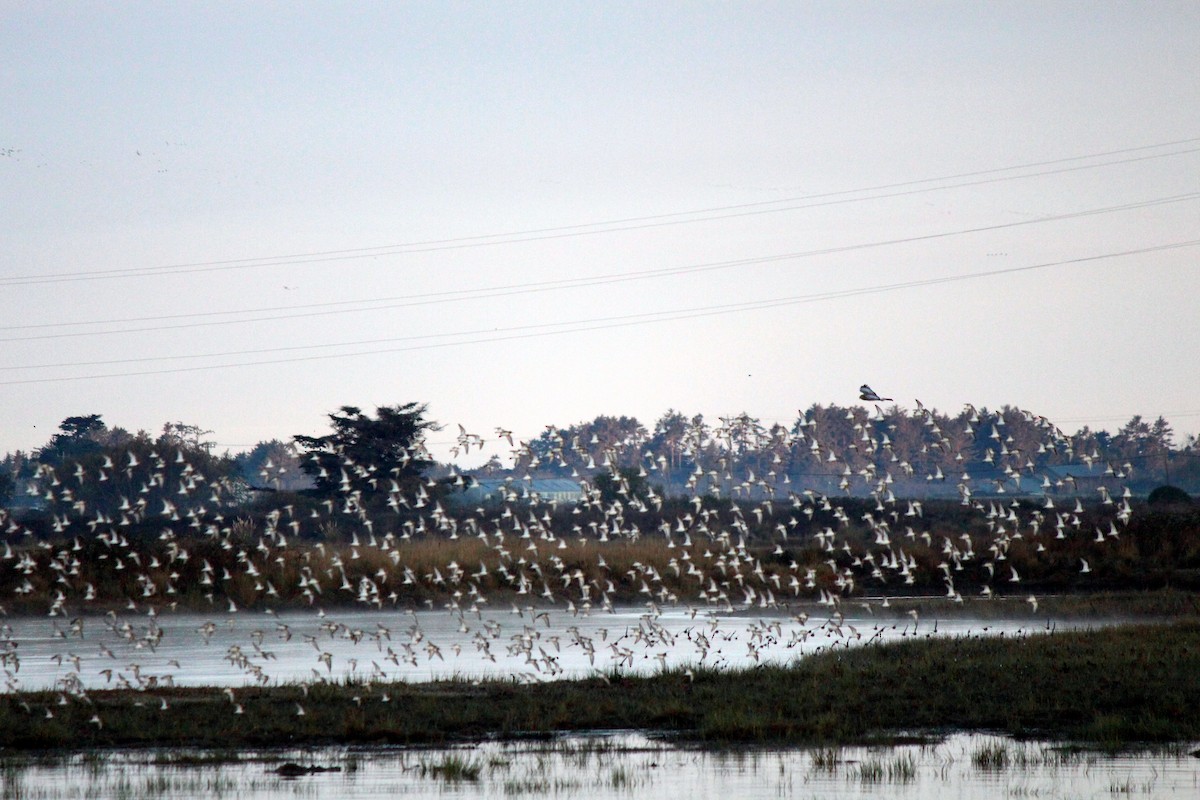 Northern Harrier - ML611630191