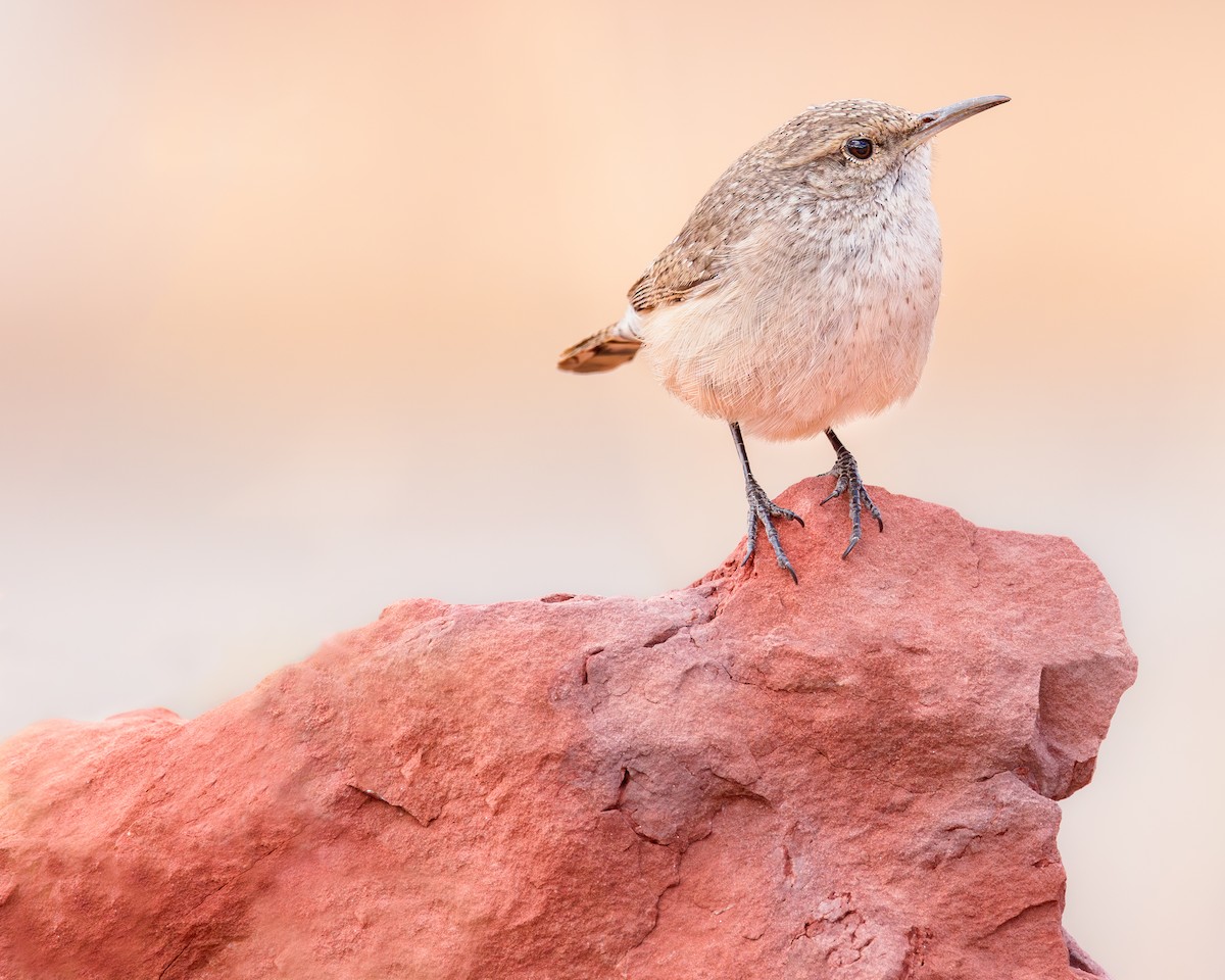 Rock Wren - Elliott Ress