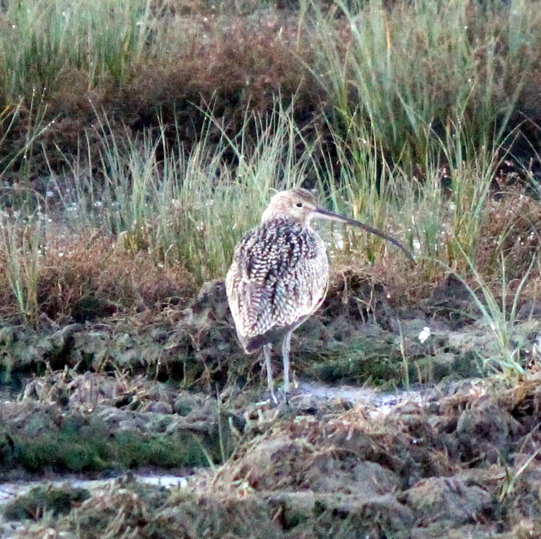 Long-billed Curlew - ML611630262