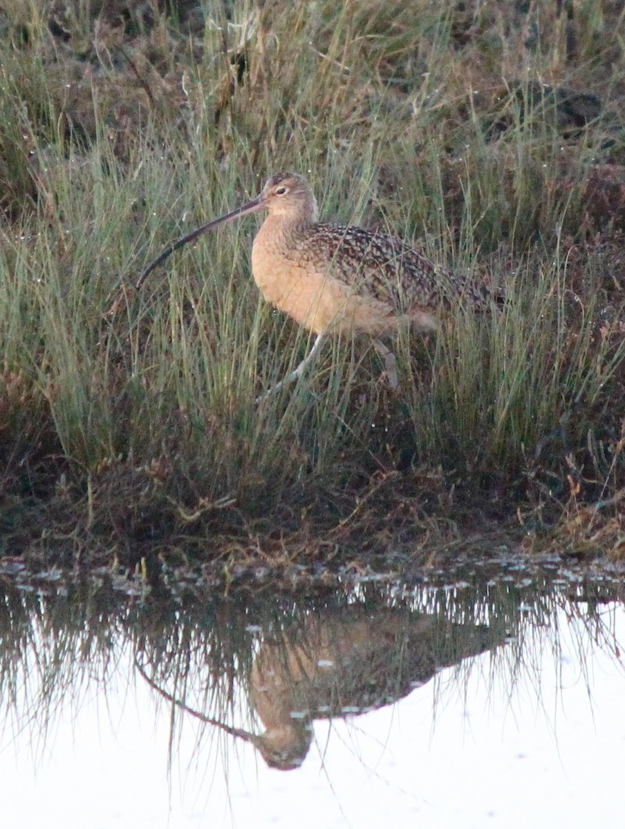 Long-billed Curlew - ML611630264