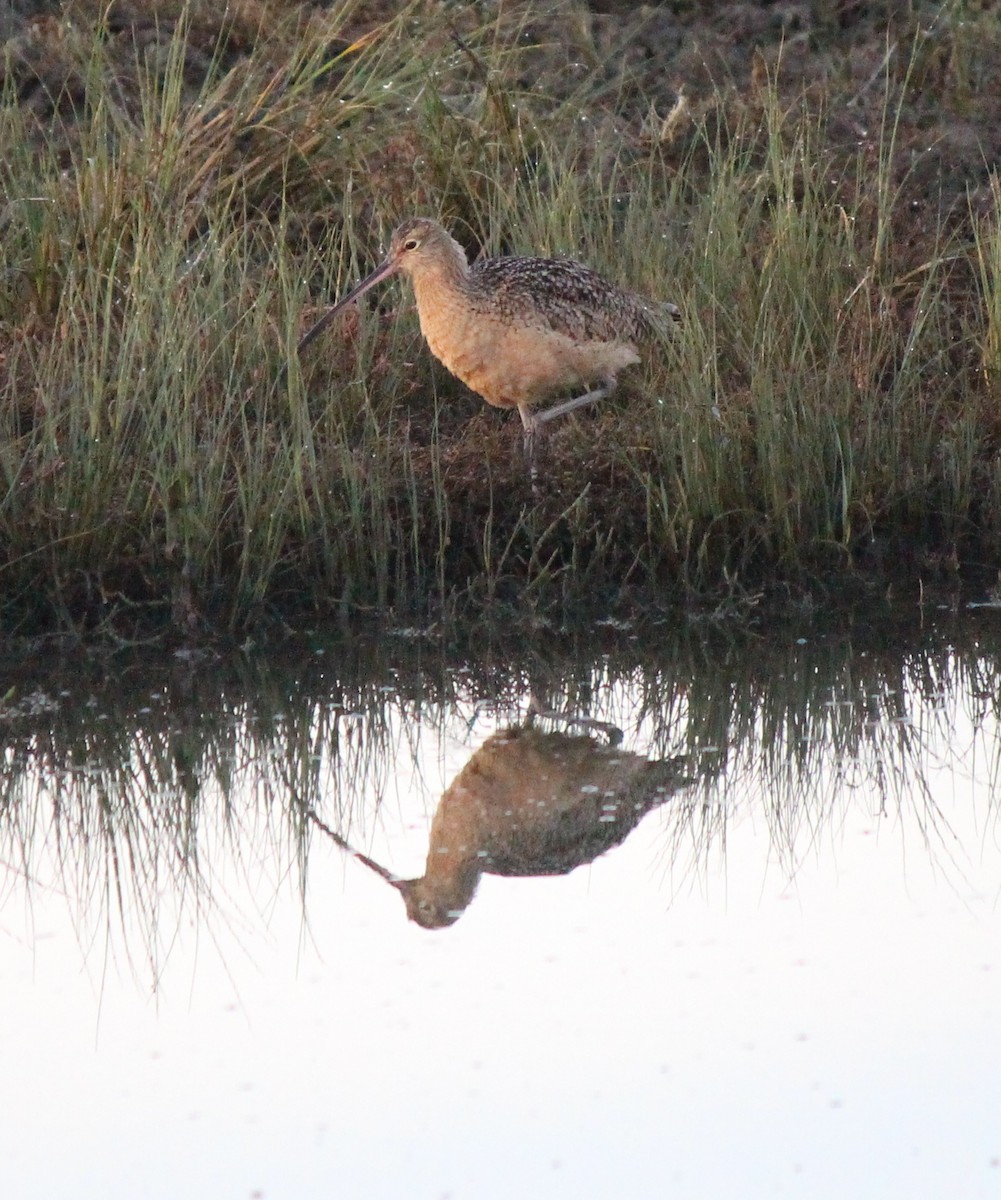 Long-billed Curlew - ML611630265